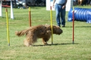 Deutsche Vereinsmeisterschaft Agility am 30./31.08.2008 _221