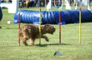 Deutsche Vereinsmeisterschaft Agility am 30./31.08.2008 _223