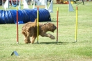 Deutsche Vereinsmeisterschaft Agility am 30./31.08.2008 _225