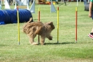 Deutsche Vereinsmeisterschaft Agility am 30./31.08.2008 _226