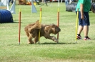 Deutsche Vereinsmeisterschaft Agility am 30./31.08.2008 _227