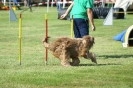 Deutsche Vereinsmeisterschaft Agility am 30./31.08.2008 _228