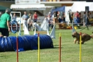 Deutsche Vereinsmeisterschaft Agility am 30./31.08.2008 _231