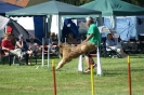 Deutsche Vereinsmeisterschaft Agility am 30./31.08.2008 _232