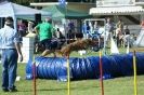 Deutsche Vereinsmeisterschaft Agility am 30./31.08.2008 _235