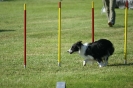 Deutsche Vereinsmeisterschaft Agility am 30./31.08.2008 _247