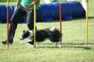 Deutsche Vereinsmeisterschaft Agility am 30./31.08.2008 _250