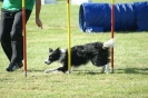 Deutsche Vereinsmeisterschaft Agility am 30./31.08.2008 _251