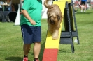 Deutsche Vereinsmeisterschaft Agility am 30./31.08.2008 _52