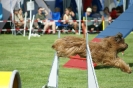 Deutsche Vereinsmeisterschaft Agility am 30./31.08.2008 _57