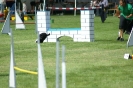 Deutsche Vereinsmeisterschaft Agility am 30./31.08.2008 _83