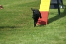 Deutsche Vereinsmeisterschaft Agility am 30./31.08.2008 _87