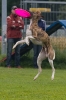 Disc Dog Turnier am 19.07.2009 