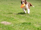 DiscDog-Vorführung bei den Hundefreunden Eggenfelden am 01.06.2008 _100