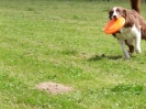 DiscDog-Vorführung bei den Hundefreunden Eggenfelden am 01.06.2008 _101