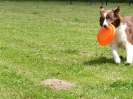 DiscDog-Vorführung bei den Hundefreunden Eggenfelden am 01.06.2008 _102