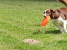 DiscDog-Vorführung bei den Hundefreunden Eggenfelden am 01.06.2008 _103