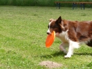 DiscDog-Vorführung bei den Hundefreunden Eggenfelden am 01.06.2008 _104