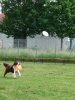 DiscDog-Vorführung bei den Hundefreunden Eggenfelden am 01.06.2008 _115