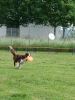 DiscDog-Vorführung bei den Hundefreunden Eggenfelden am 01.06.2008 _116