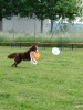 DiscDog-Vorführung bei den Hundefreunden Eggenfelden am 01.06.2008 _117