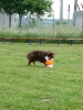 DiscDog-Vorführung bei den Hundefreunden Eggenfelden am 01.06.2008 _118