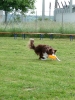 DiscDog-Vorführung bei den Hundefreunden Eggenfelden am 01.06.2008 _119