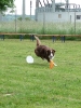 DiscDog-Vorführung bei den Hundefreunden Eggenfelden am 01.06.2008 _120