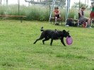 DiscDog-Vorführung bei den Hundefreunden Eggenfelden am 01.06.2008 