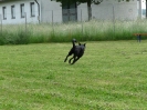 DiscDog-Vorführung bei den Hundefreunden Eggenfelden am 01.06.2008 _209