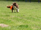 DiscDog-Vorführung bei den Hundefreunden Eggenfelden am 01.06.2008 _97