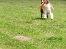 DiscDog-Vorführung bei den Hundefreunden Eggenfelden am 01.06.2008 _98