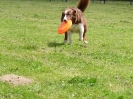 DiscDog-Vorführung bei den Hundefreunden Eggenfelden am 01.06.2008 _99