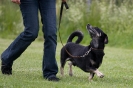 Landessiegerprüfung Obedience am 30.05.2009  _130