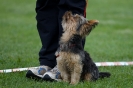 Landessiegerprüfung Obedience am 30.05.2009  _133