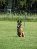 Landessiegerprüfung Obedience am 30.05.2009  _49