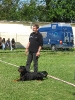 Landessiegerprüfung Obedience am 30.05.2009  _52