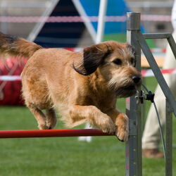 Bundessiegerprüfung Agility am 21.06.2009