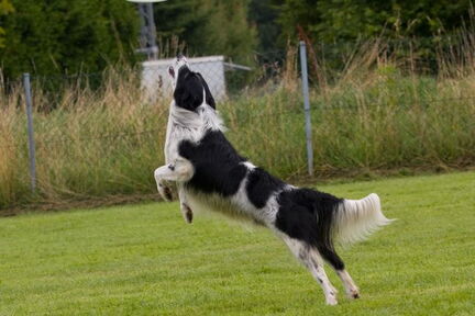 disc dog turnier am 19072009  34 20150313 1526247320