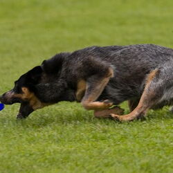 Disc Dog Turnier am 19.07.2009