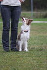 obedience-pruefung am 24 25102009  209 20150313 1535364060