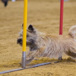 Agility-Turnier am 07./08.11.2009