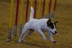 agility-turnier am 07 08112009  39 20150313 1222700766