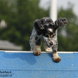 Agility-Turnier am 26./27.06.2010